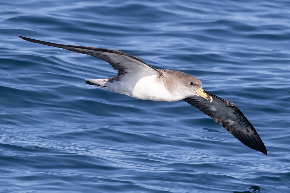 Cory's shearwater